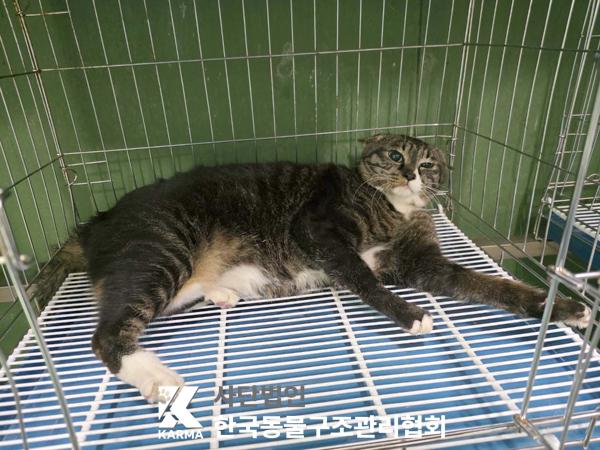 한국동물구조관리협회_411310202500263